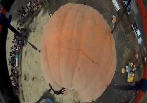 Giant pumpkin viewed from above