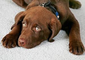 Chocolate Labrador lying down