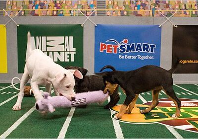 Puppies playing with toy on field