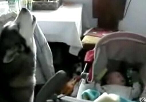 Dog howling beside sleeping baby in stroller.
