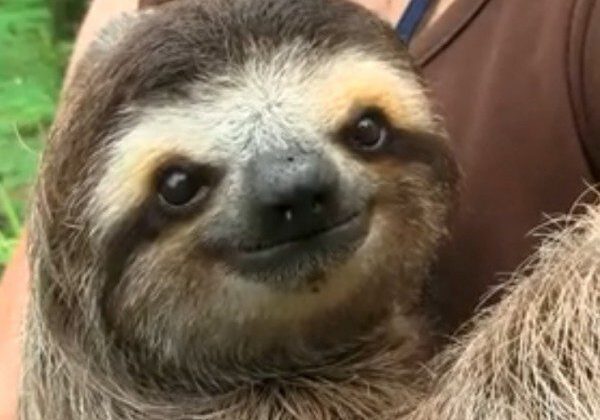 Smiling sloth close-up
