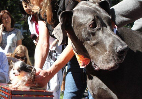 Great Dane and small dog in crowd