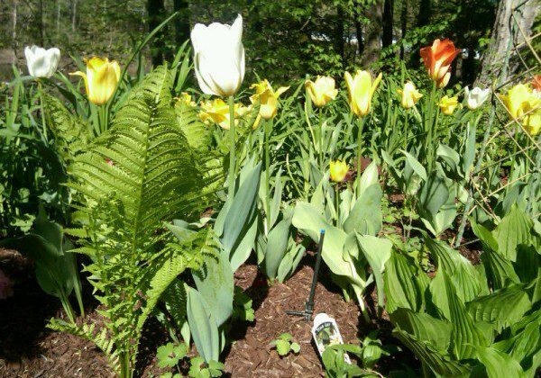 Vibrant tulips blooming in springtime garden.