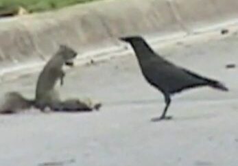 Crow and squirrel interaction on pavement