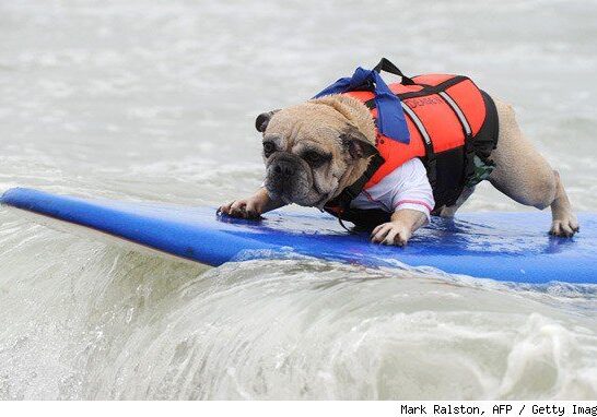 Bulldog surfing on a wave