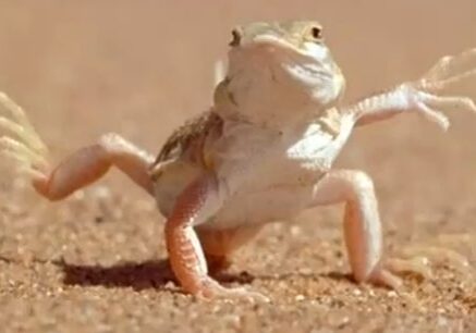 Lizard standing in the sand