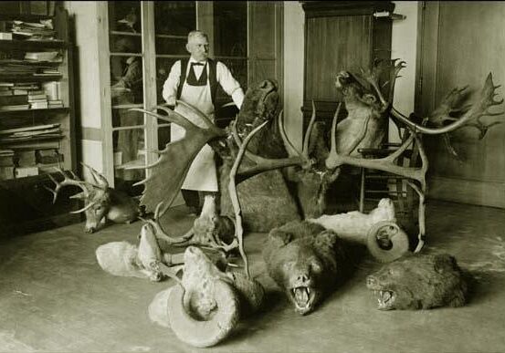 Room filled with taxidermy animal heads