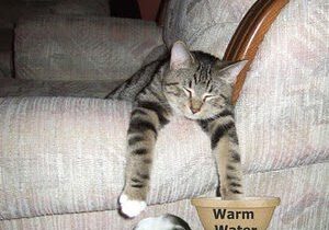 Cat relaxing on armchair