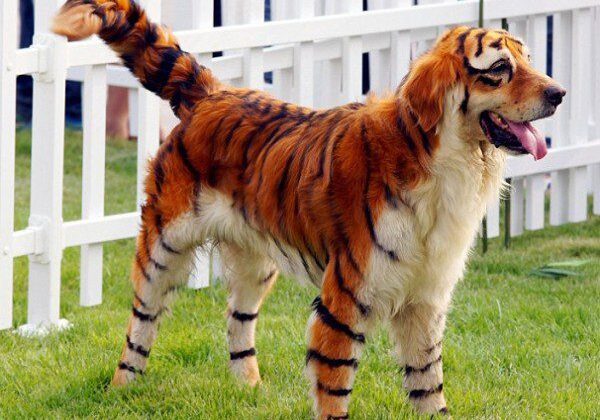 Dog painted with tiger stripes