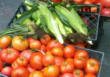 Harvested tomatoes and corn on display