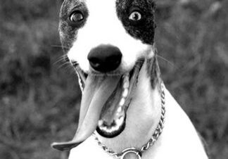Black and white photo of playful dog