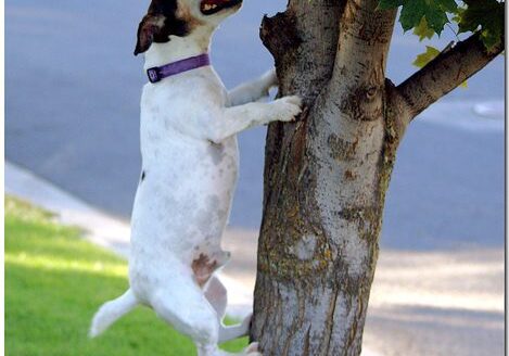 Dog jumping against tree trunk
