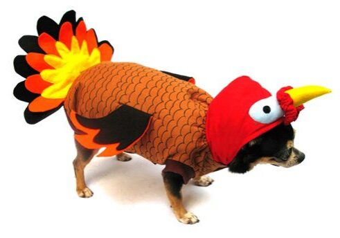 Pet dressed as a turkey