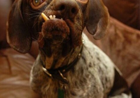 Dog with unique facial expression on couch