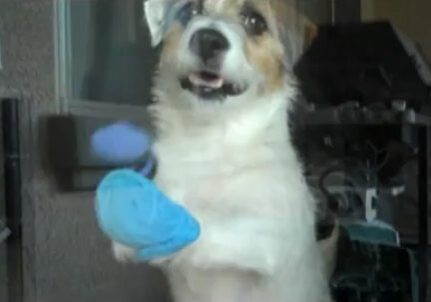Dog with blue socks on front paws