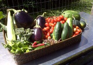 Fresh garden vegetables in a basket