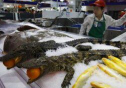 Crocodiles on ice display at market