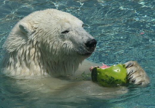 Bear swimming with a coconut snack