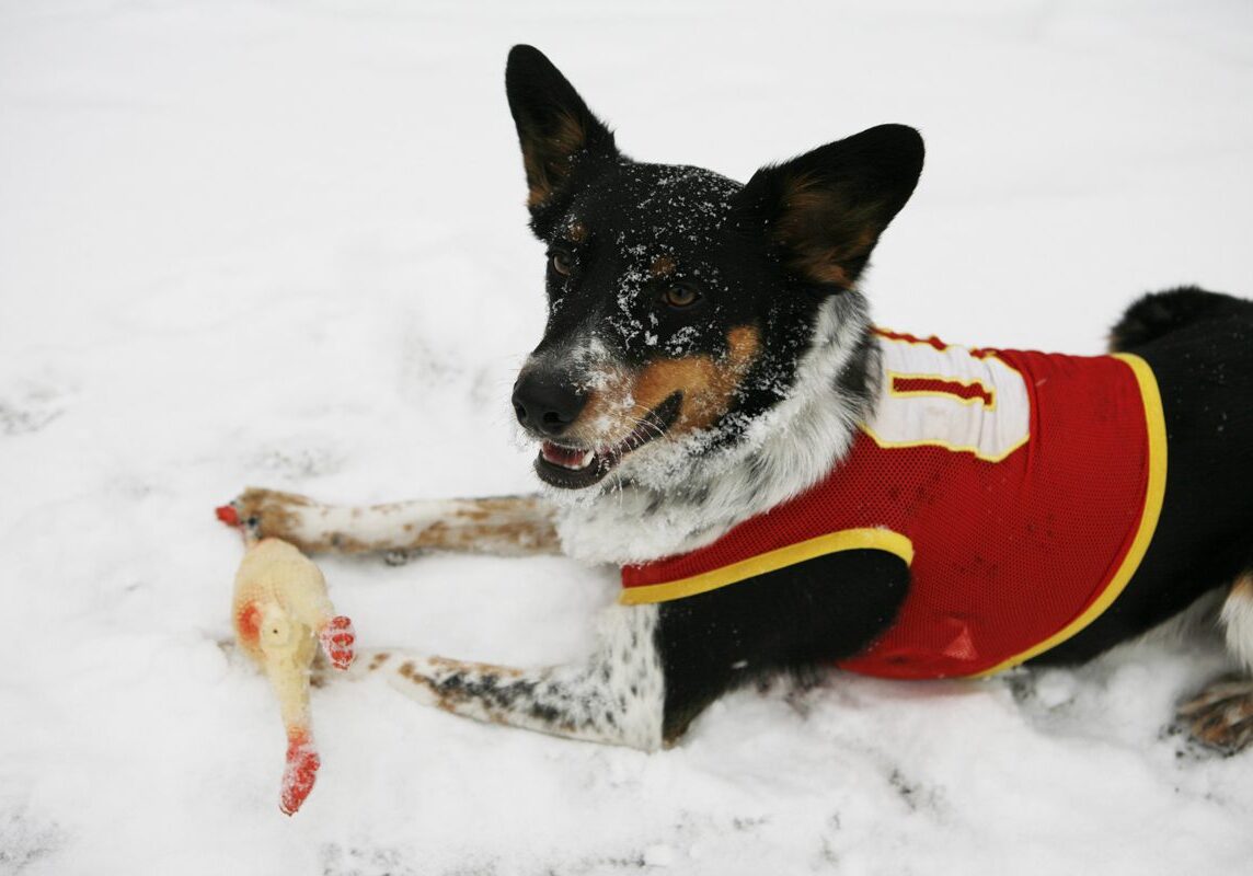 Snowy day with dog in jersey