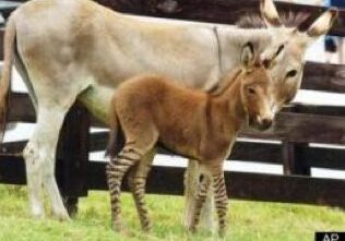 Donkey and zonkey standing together